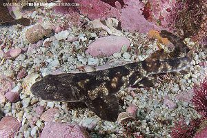 Natal Shyshark, False Bay, South Africa