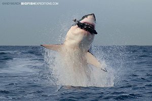 Breaching great white shark, False Bay, South Africa