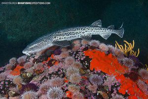 Leopard Catshark, False Bay, South Africa.