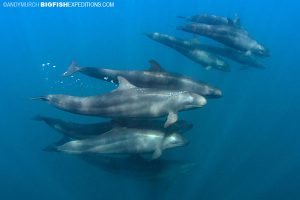 Swimming with false killer whales
