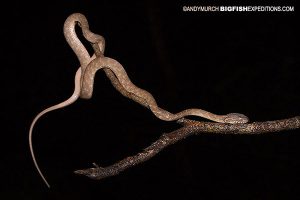 Fortsen's Cat Snake Sri Lanka Safari