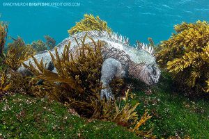 Marine iguana in the Galapagos Islands