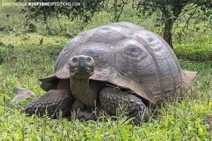 Giant tortoise in the Galapagos Islands