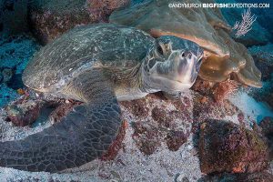 Turtle in the Galapagos Islands