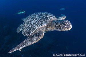 Green sea turtle in the Galapagos Islands