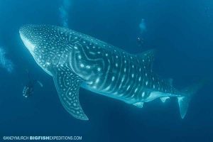 Giant whale shark in the Galapagos Islands