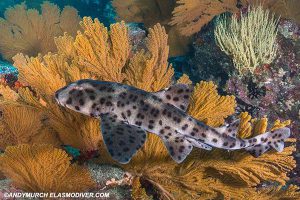 Galapagos horn shark in the Galapagos Islands