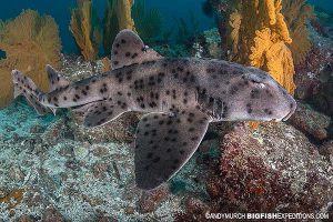 Galapagos Bullhead Shark in the Galapagos Islands