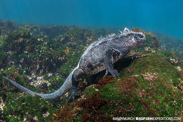 Marine iguana in the Galapagos Islands