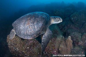 Green sea turtle