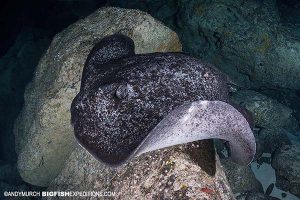 Marbled ray in the Galapagos Islands