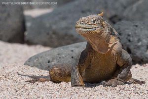 Land iguana in the Galapagos Islands