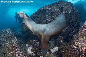 Galapagos sea lion in the Galapagos Islands