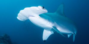 Galapagos Islands Shark Diving