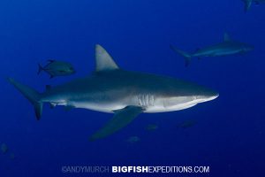 Galapagos sharks