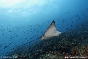 Spotted eagle ray in the Galapagos