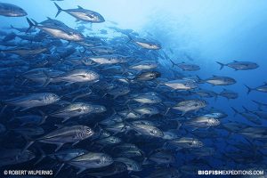 Diving the Galapagos Islands