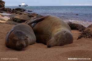 Galapagos fur seals