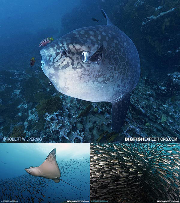 Mola mola in the Galapagos