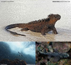 Galapagos diving marine iguana