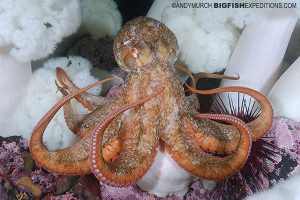 Giant Pacific Octopus among plumose anemones