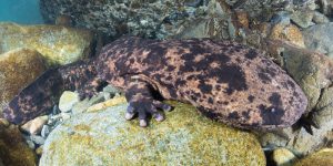 Giant Salamander Snorkeling