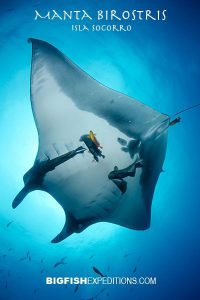 giant manta ray encounter