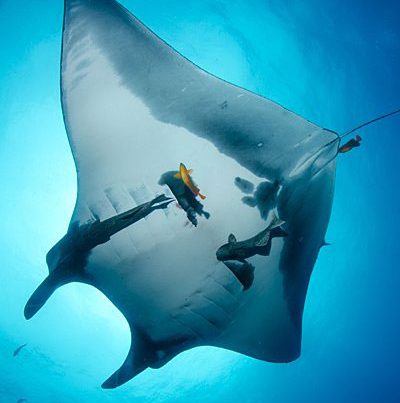 giant manta ray encounter