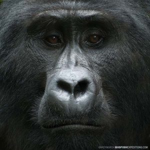 Gorilla trekking in Uganda