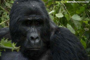 Silverback Gorilla, Bwindi Impenetrable Forest, Uganda