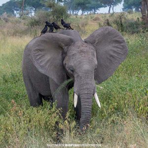 African Elephant Uganda