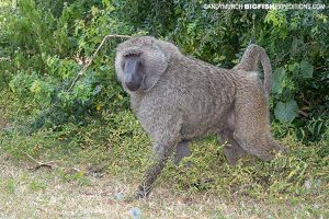 Olive Baboon Primate Safari