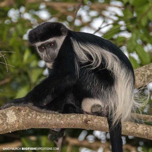 Guereza black and white colobus monkey primate safari