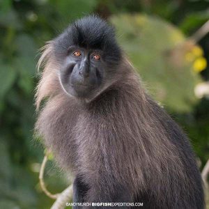 Grey Cheeked Mangebay primate safari