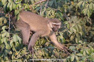 Vervet Monkey primate safari