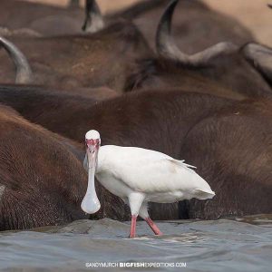 Spoonbill Kazinga Channel