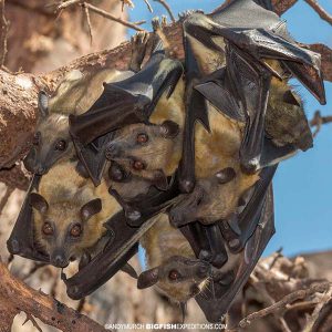 Straw Coloured Fruit Bats Roosting
