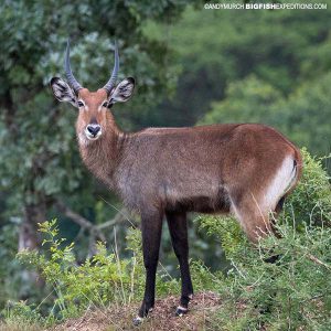 Water Buck