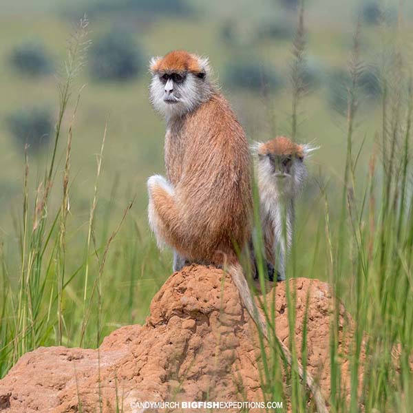 Patas Monkey