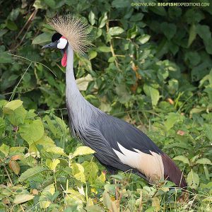 Crowned Crane