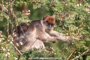 Red Colobus Monkey