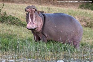 Angry Hippo