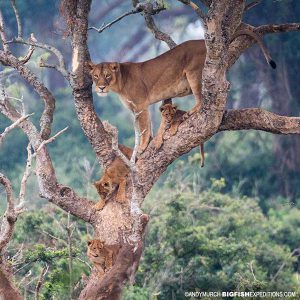 Tree Climbing Lions Uganda