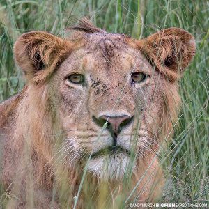 Lion in the grass