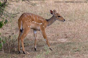 Bush Buck game drive