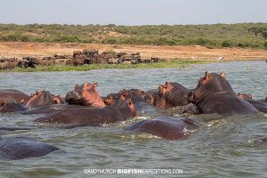 Hippos in the Kazinga Channel