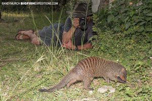 Banded Mongoose