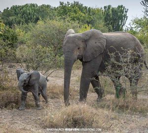 Baby Elephant with mother