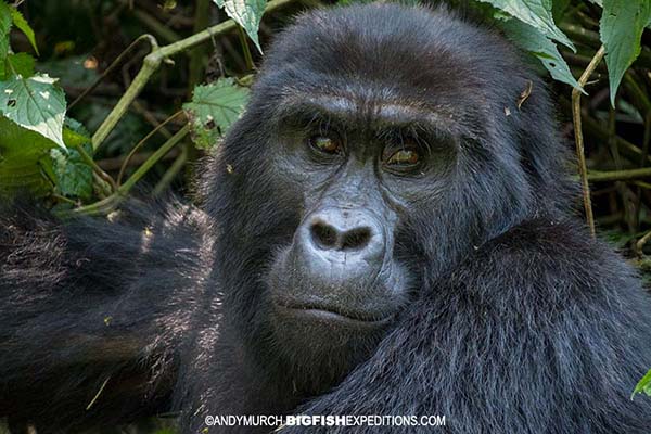 Mountain Gorilla Trekking