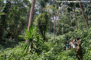 Bwindi Impenetrable Forest